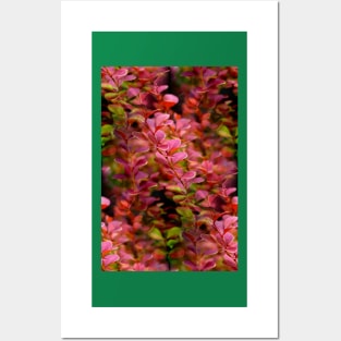 Pink Rocket Barberry Posters and Art